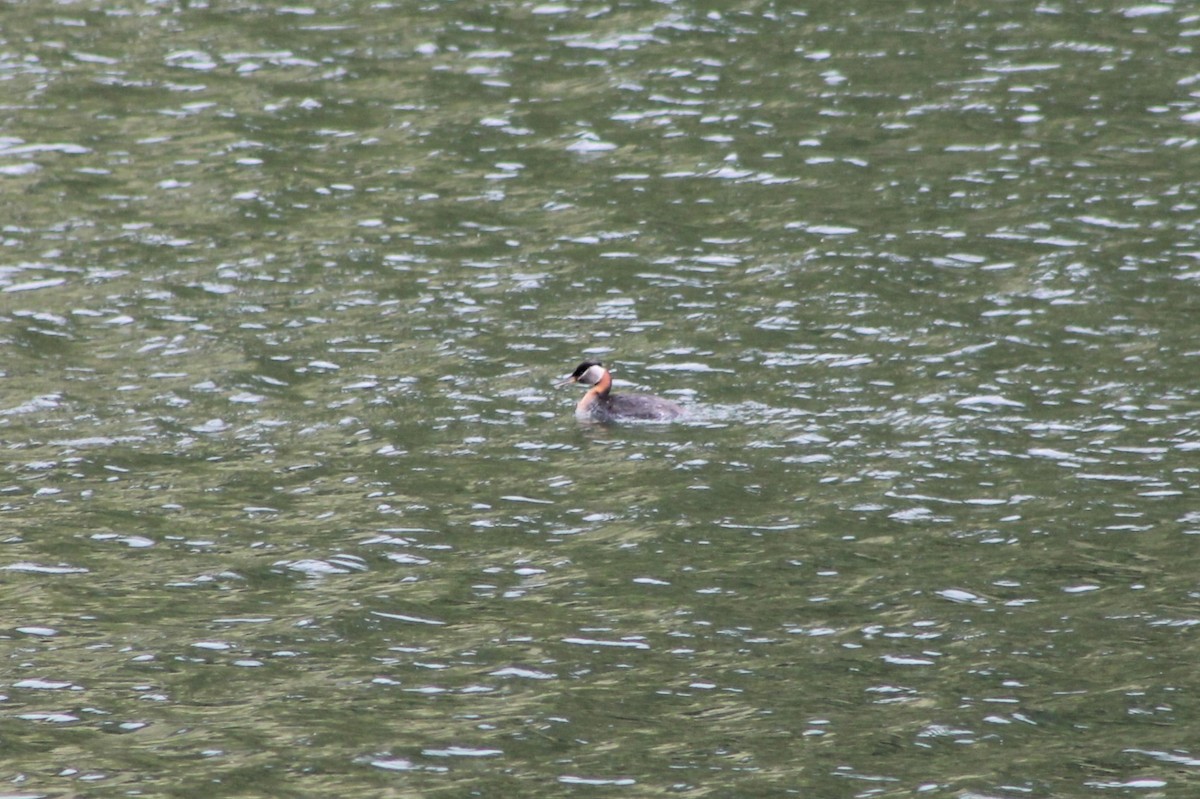 Red-necked Grebe - ML614231911
