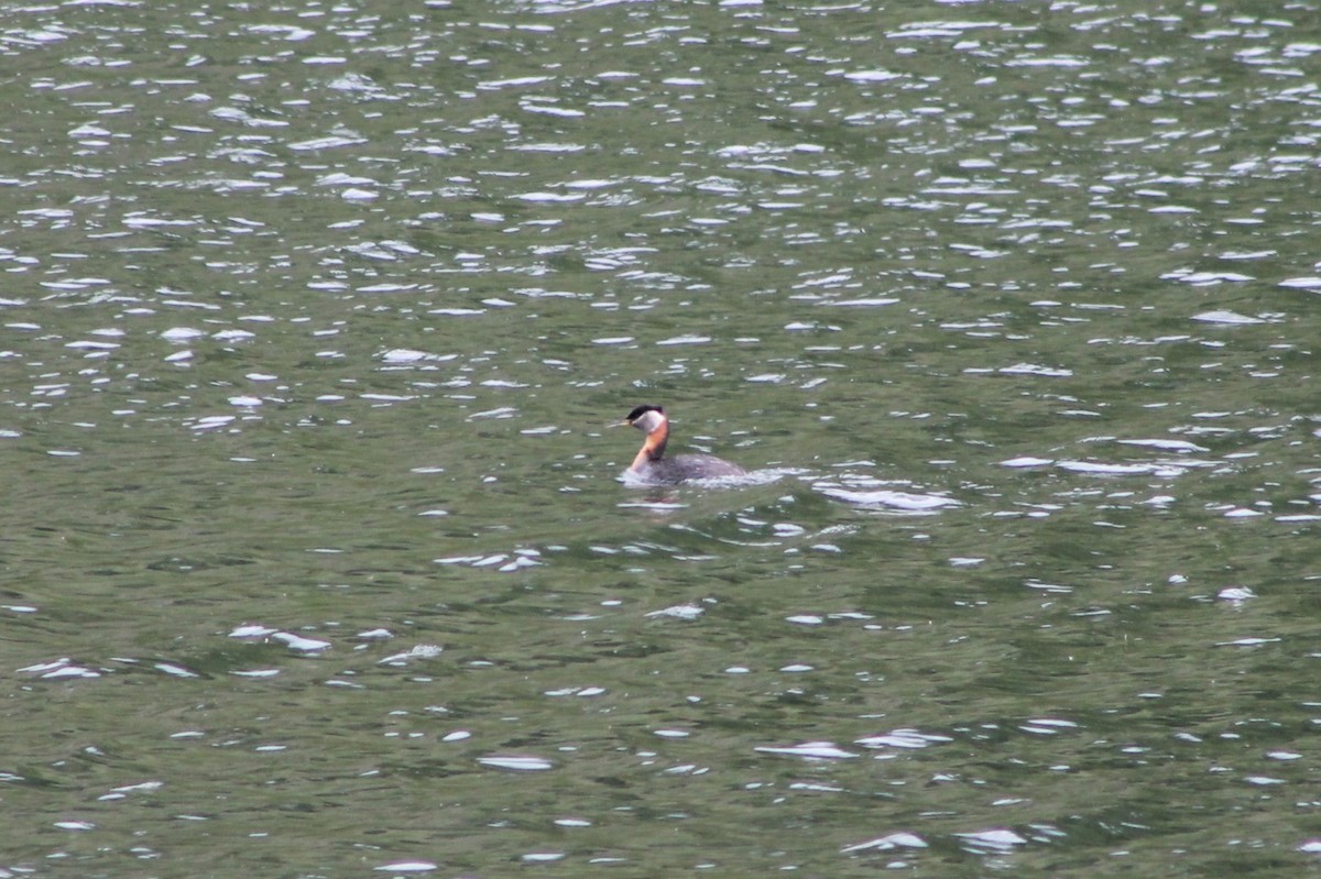 Red-necked Grebe - ML614231918