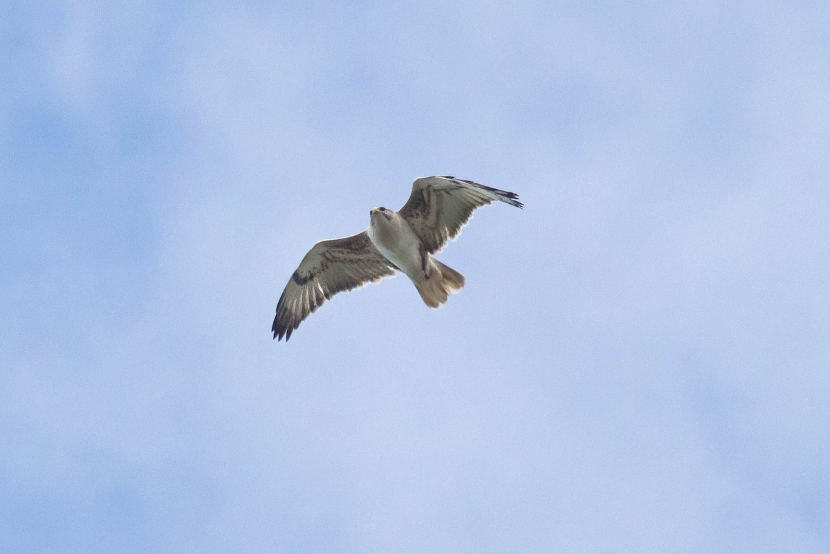 Ferruginous Hawk - ML614231919