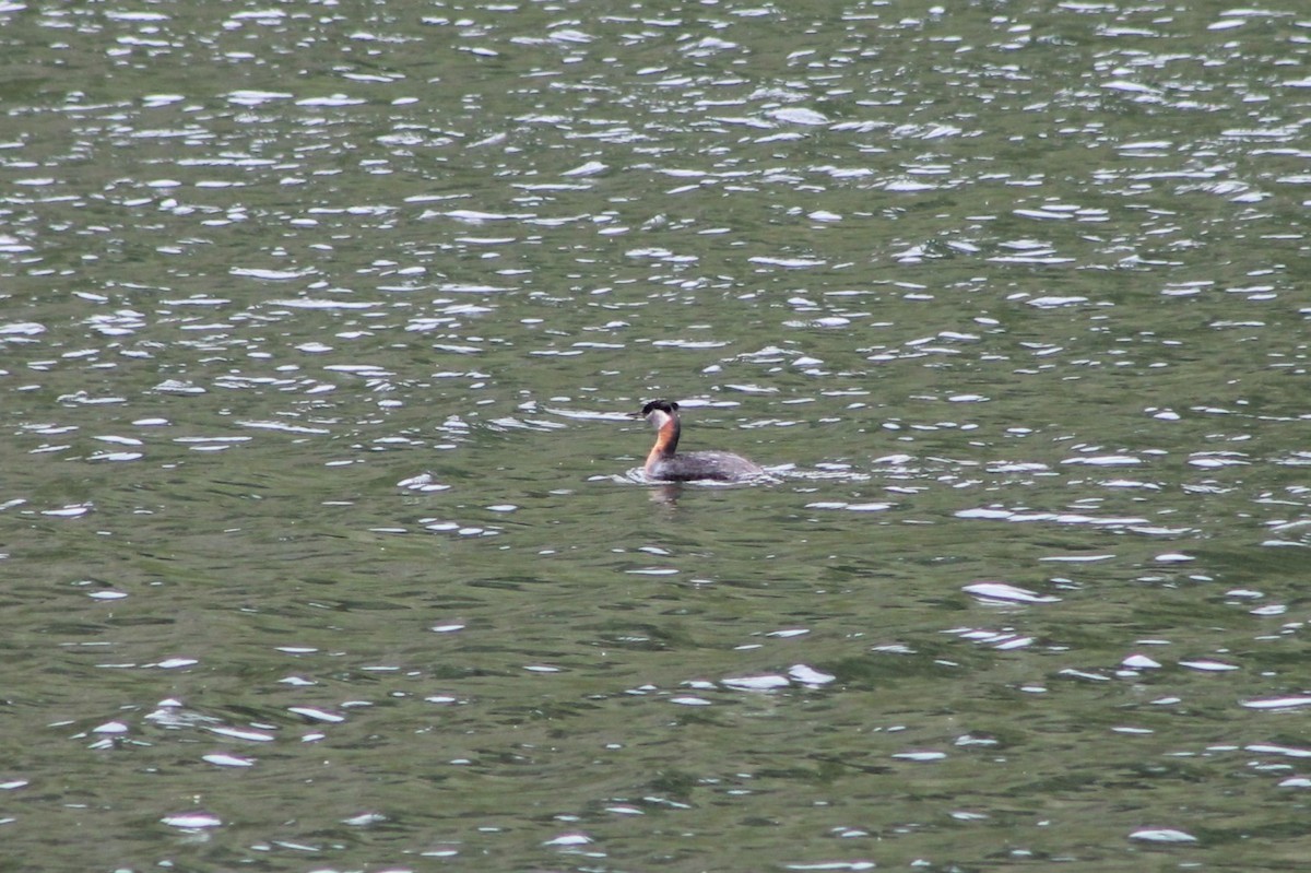 Red-necked Grebe - ML614231923