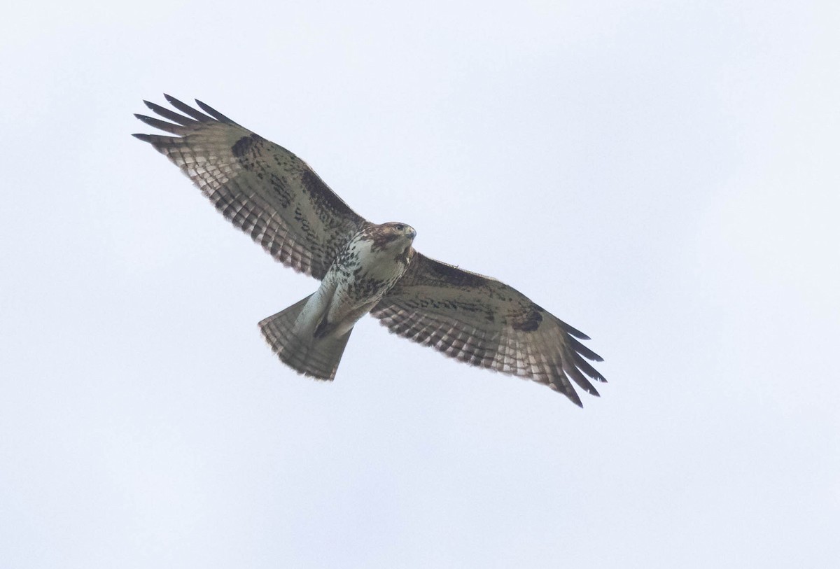 Red-tailed Hawk - ML614231947