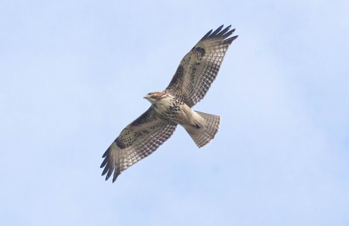 Red-tailed Hawk - ML614231948