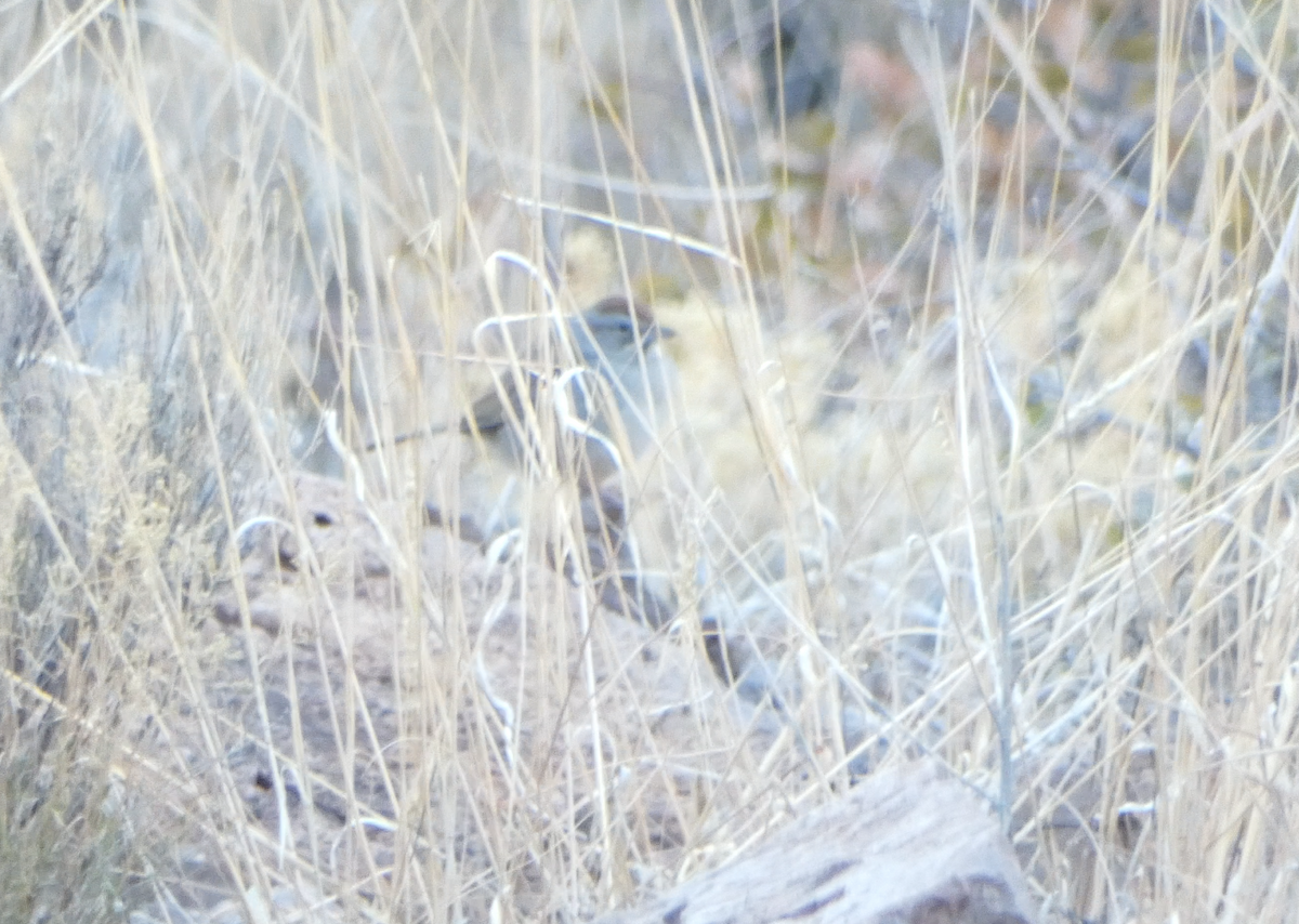 Rufous-crowned Sparrow - ML614231955