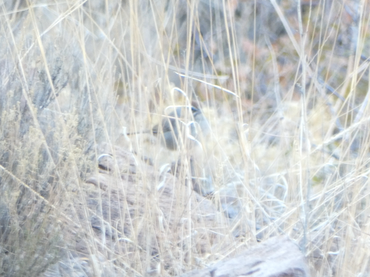 Rufous-crowned Sparrow - Kevin Hayes