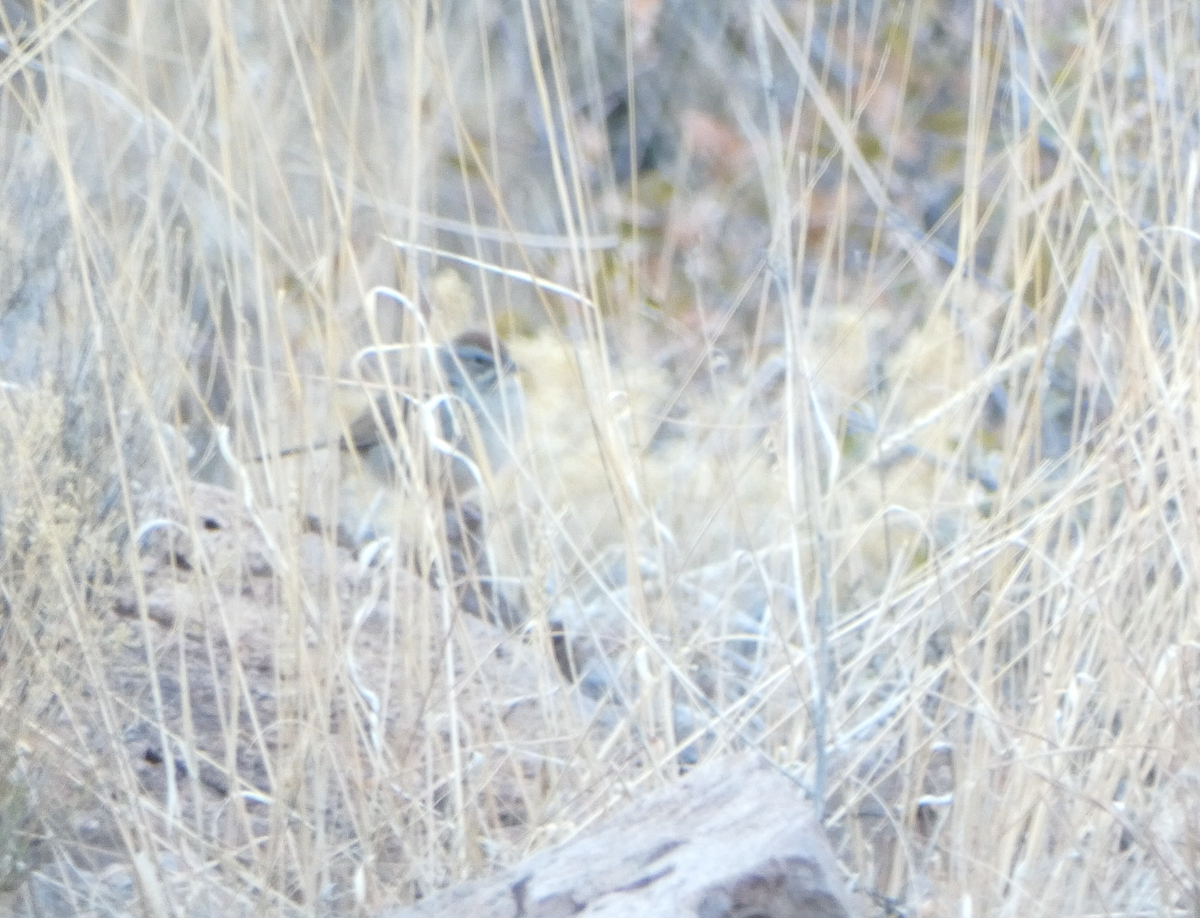 Rufous-crowned Sparrow - ML614231958