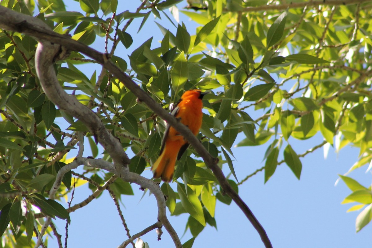 Bullock's Oriole - ML614232008