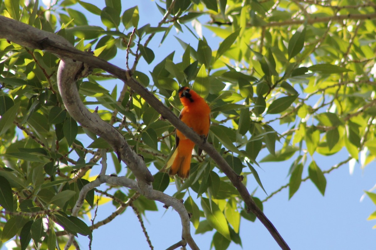 Bullock's Oriole - ML614232009