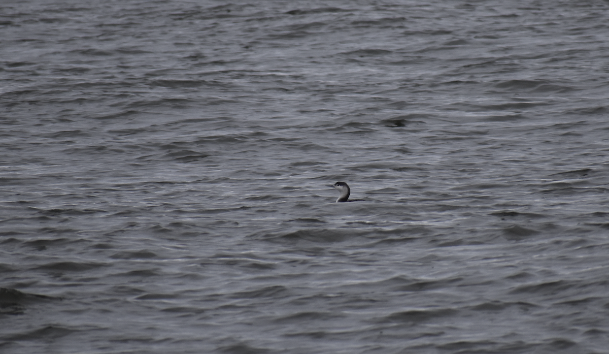 Red-throated Loon - ML614232097