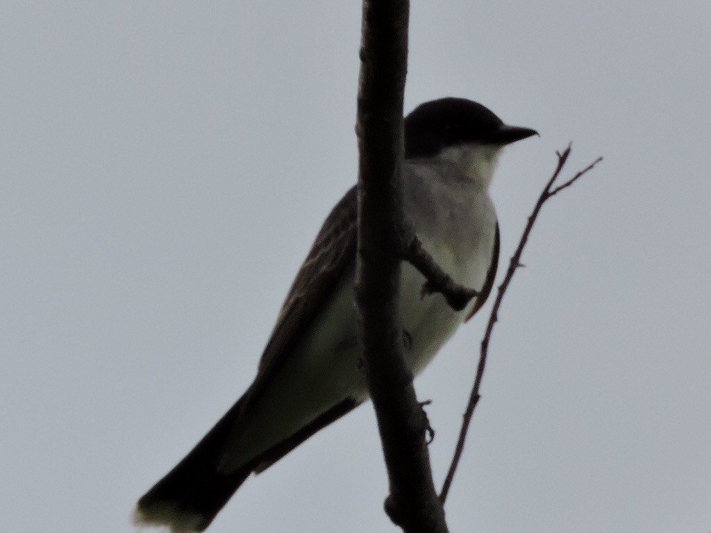 Eastern Kingbird - ML61423211