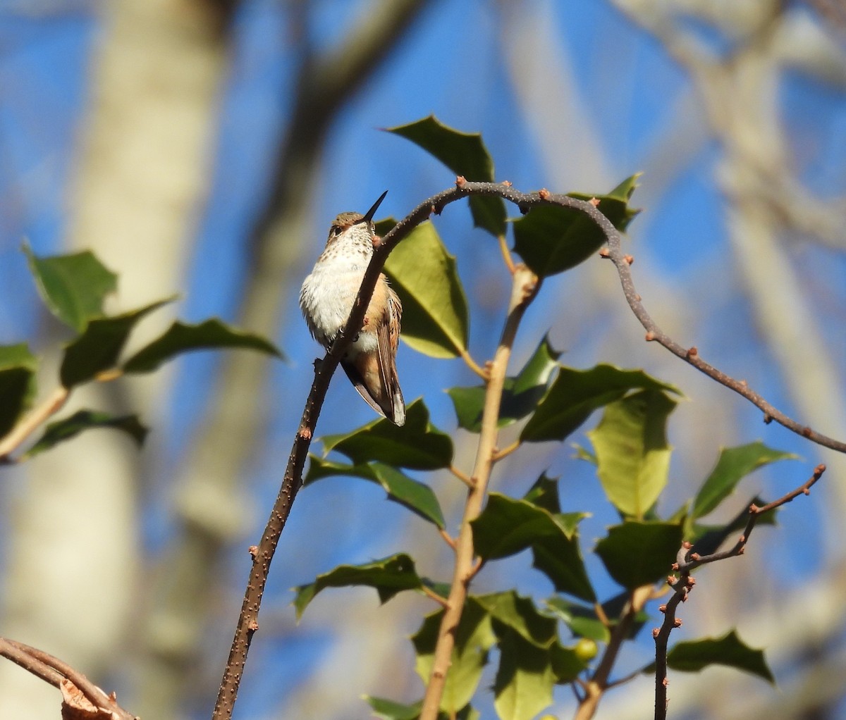 Rufous Hummingbird - Sue Finnegan