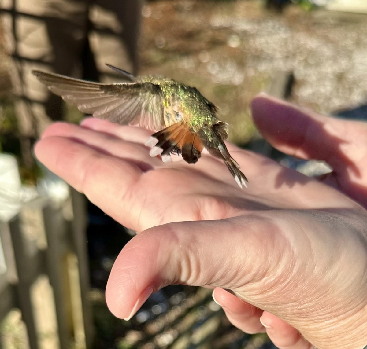 Rufous Hummingbird - Sue Finnegan