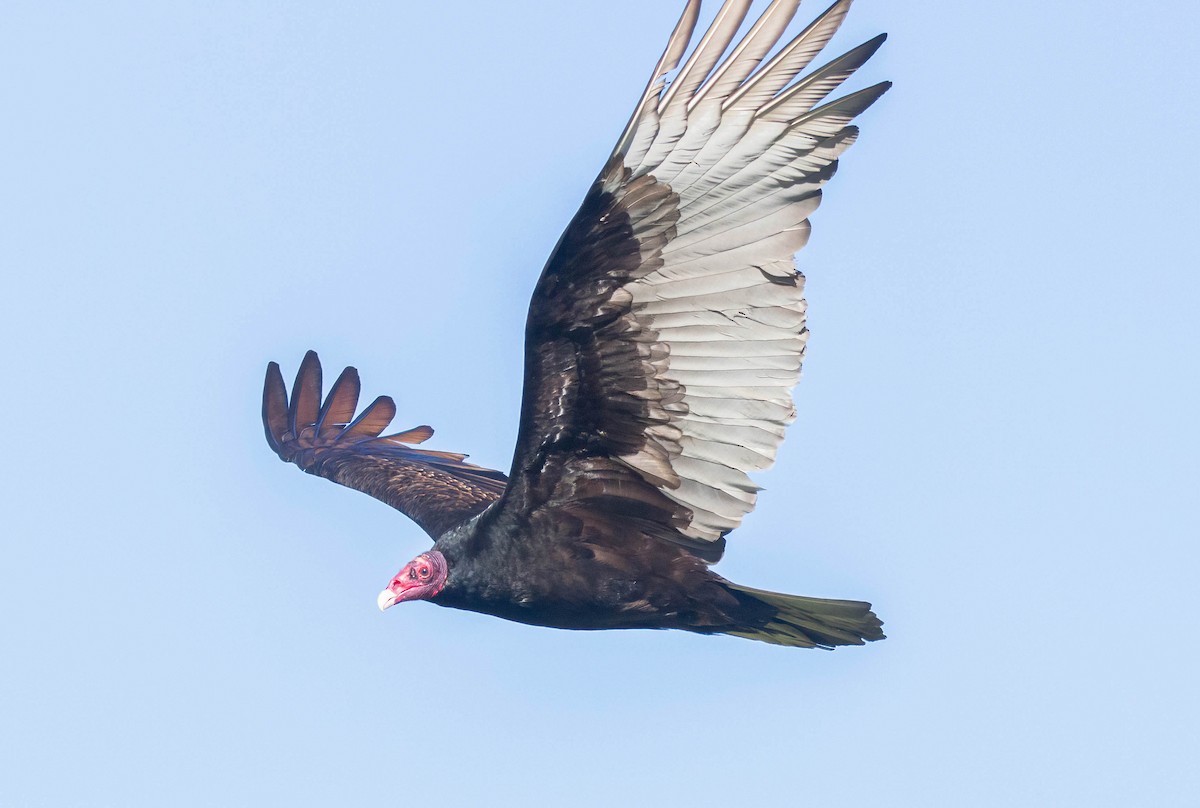 Turkey Vulture - ML614232179