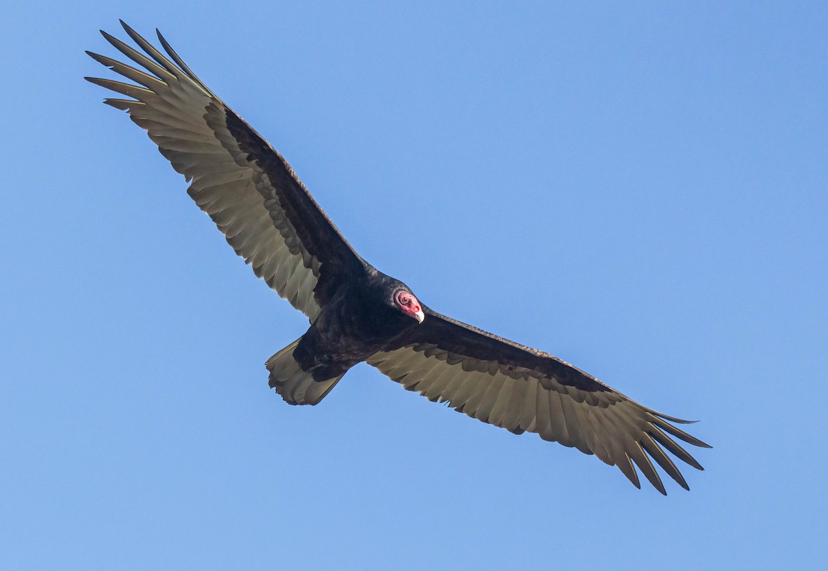 Turkey Vulture - ML614232180