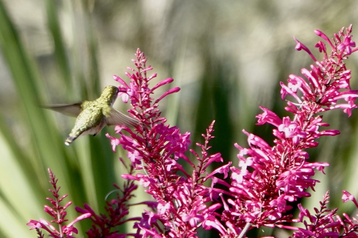 Ruby-throated Hummingbird - ML614232233