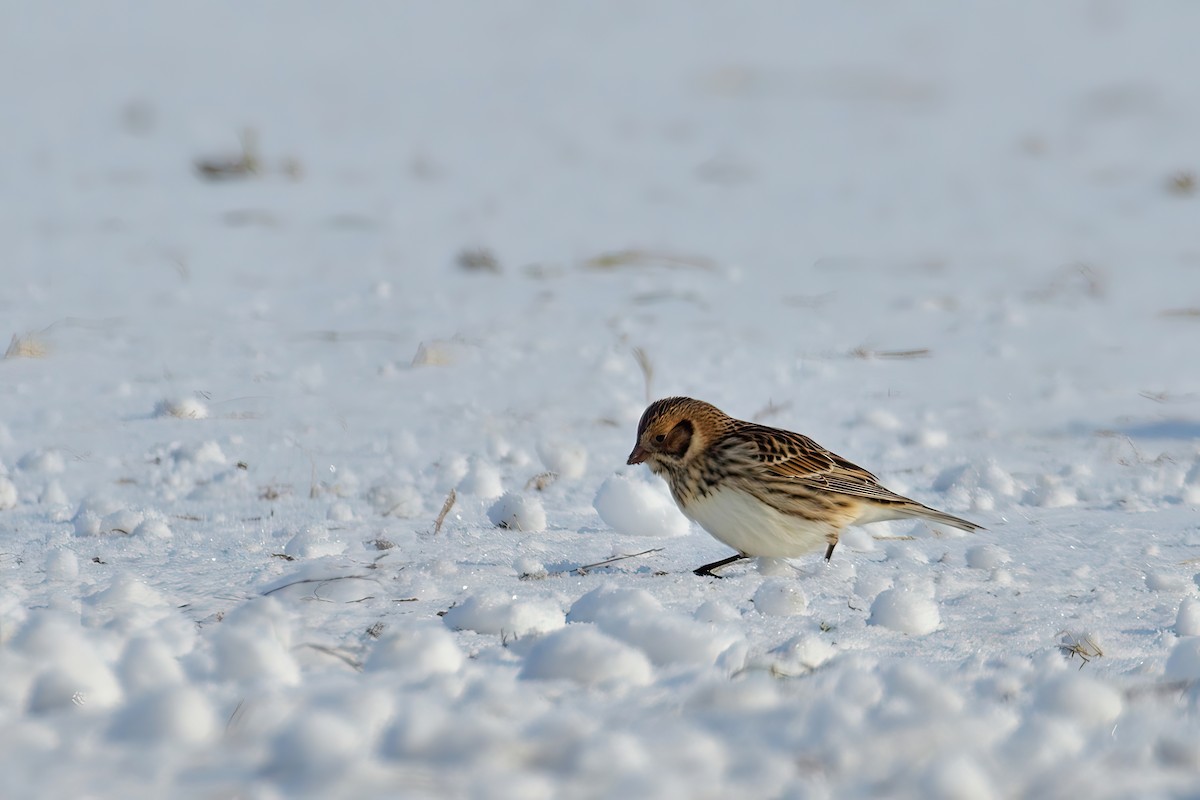 Lapland Longspur - ML614232243