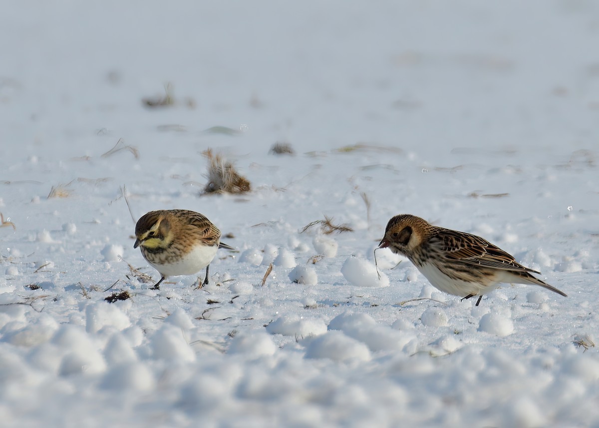 Lapland Longspur - Sylvain Lapointe