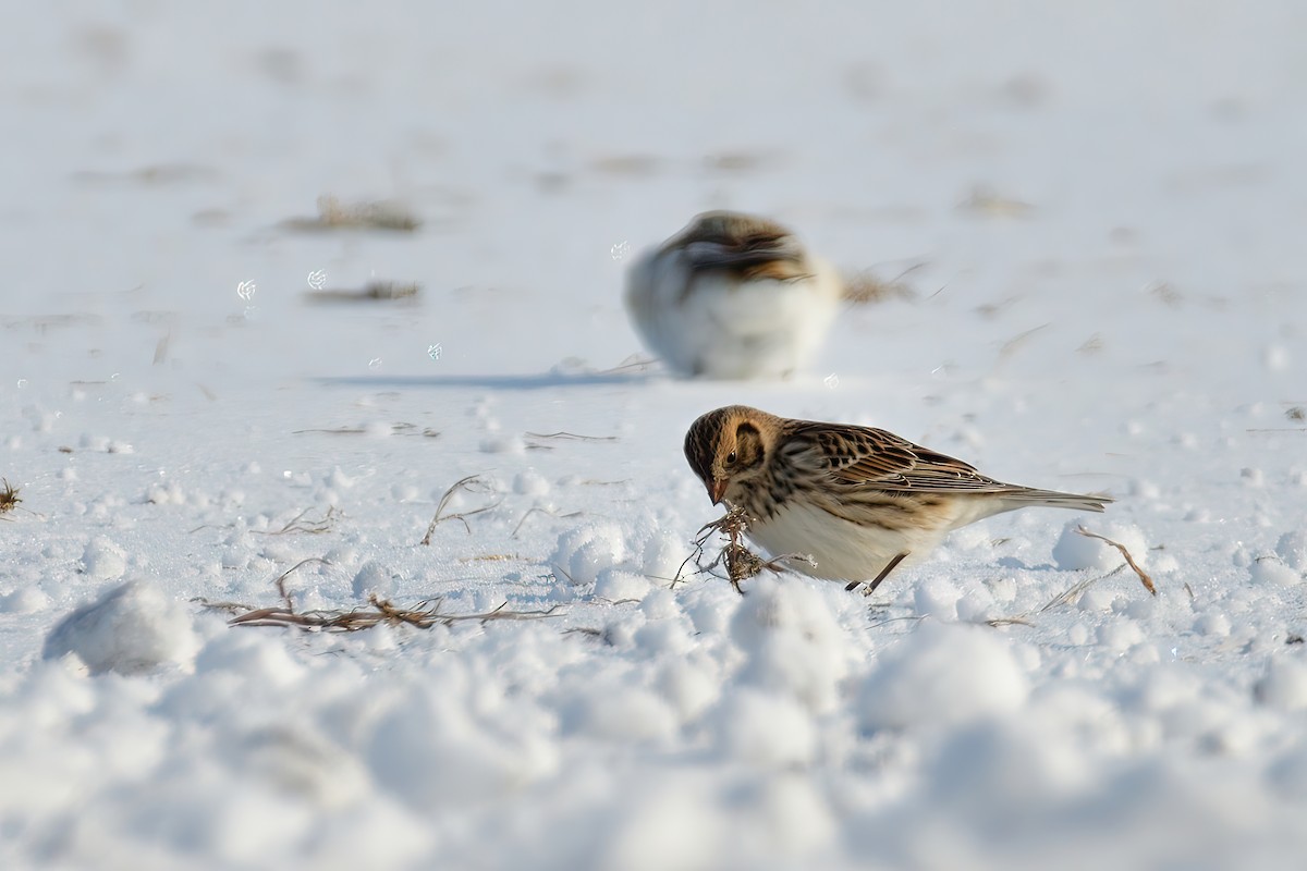 Lapland Longspur - ML614232245