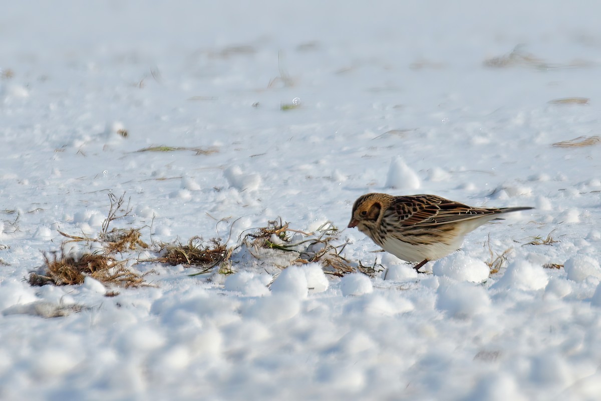 Lapland Longspur - Sylvain Lapointe