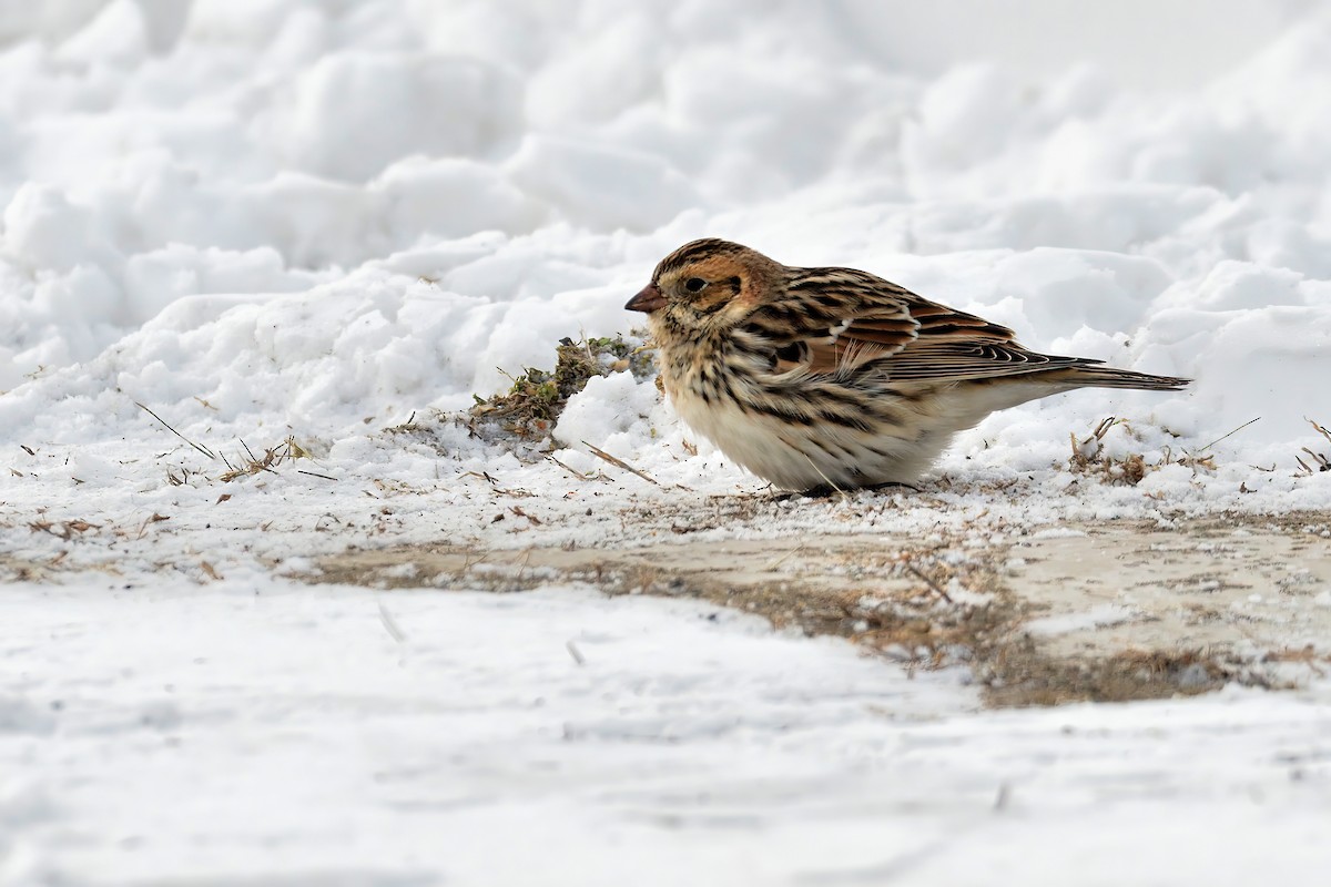 Lapland Longspur - Sylvain Lapointe