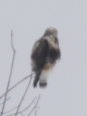 Rough-legged Hawk - ML614232298