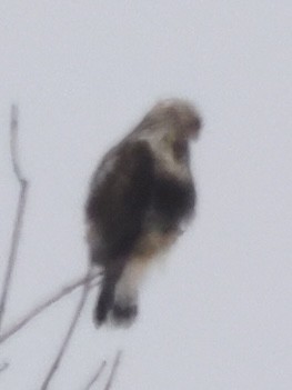 Rough-legged Hawk - ML614232299