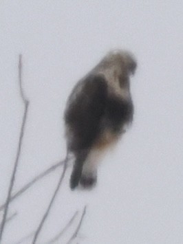 Rough-legged Hawk - ML614232300