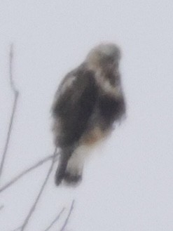 Rough-legged Hawk - ML614232301