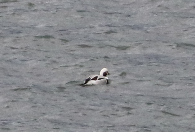 Long-tailed Duck - ML614232302
