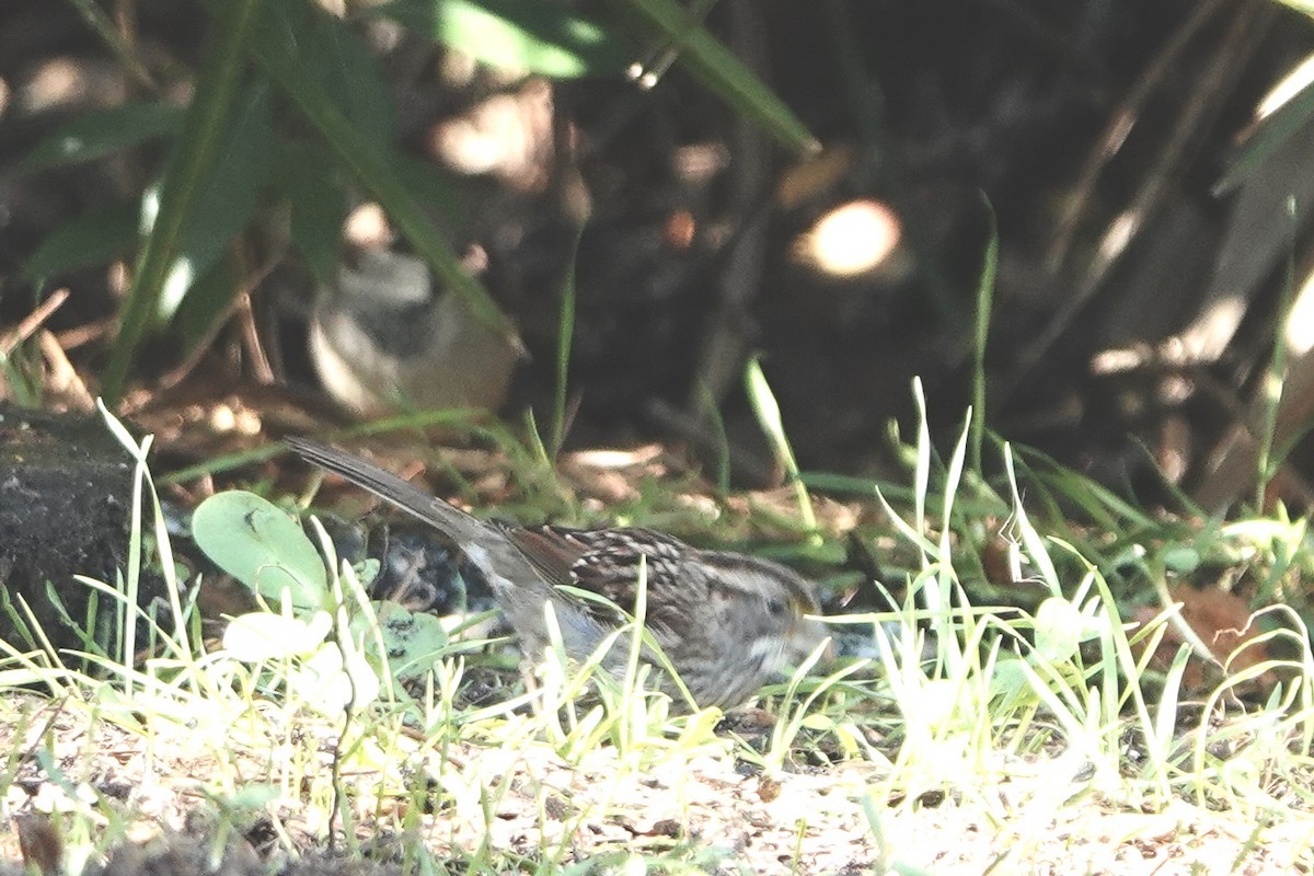 White-throated Sparrow - ML614232319