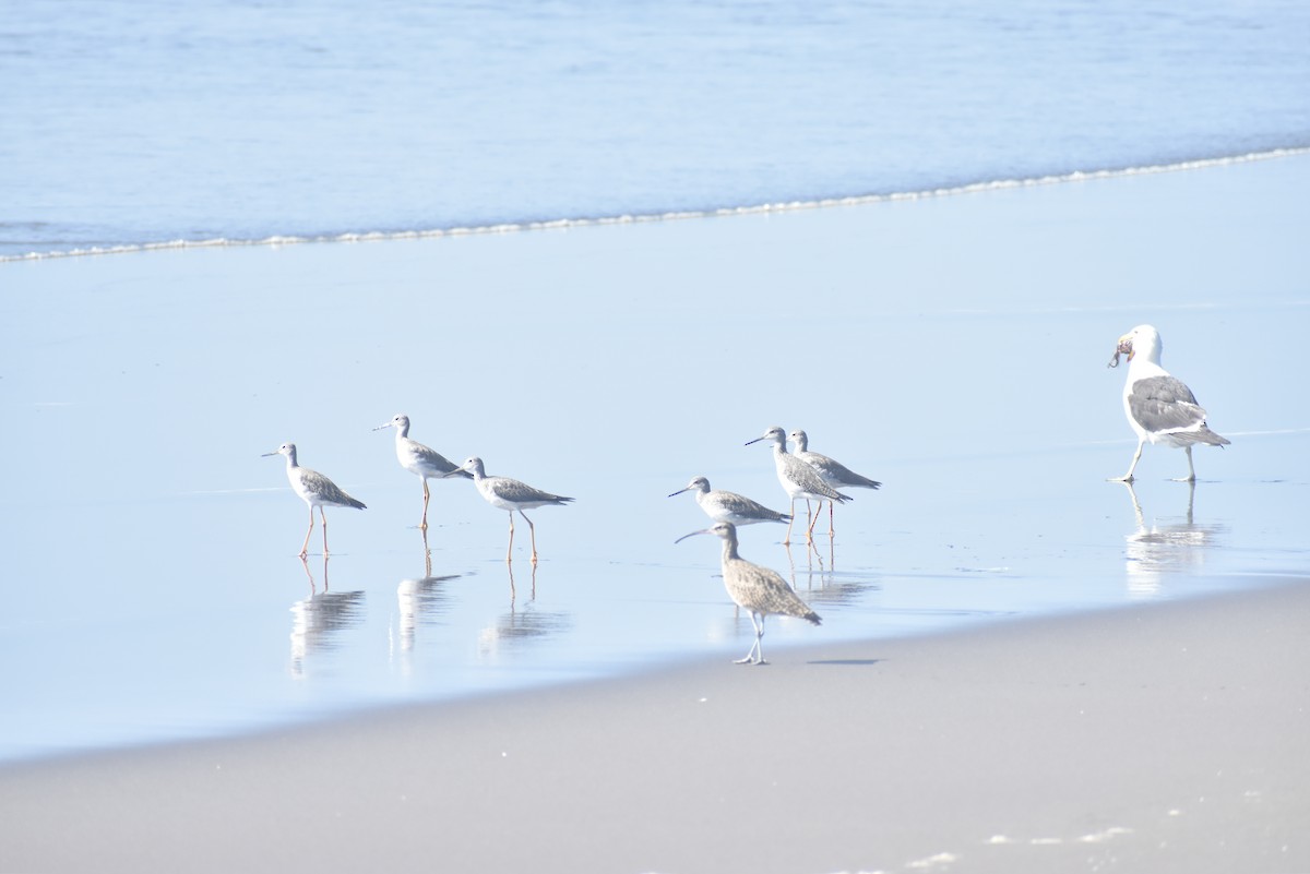 Greater Yellowlegs - ML614232366