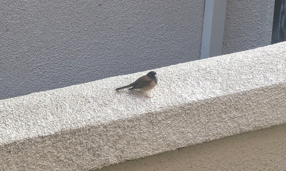 Dark-eyed Junco - Rodrigo Dueñas