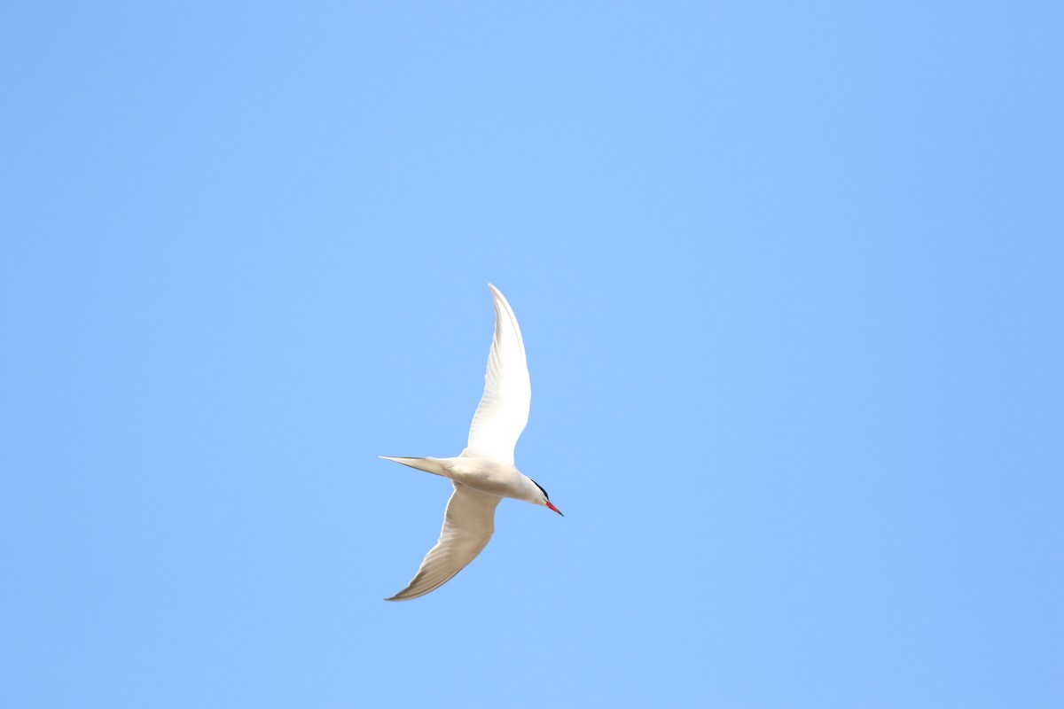 Common Tern - Sean McLaughlin