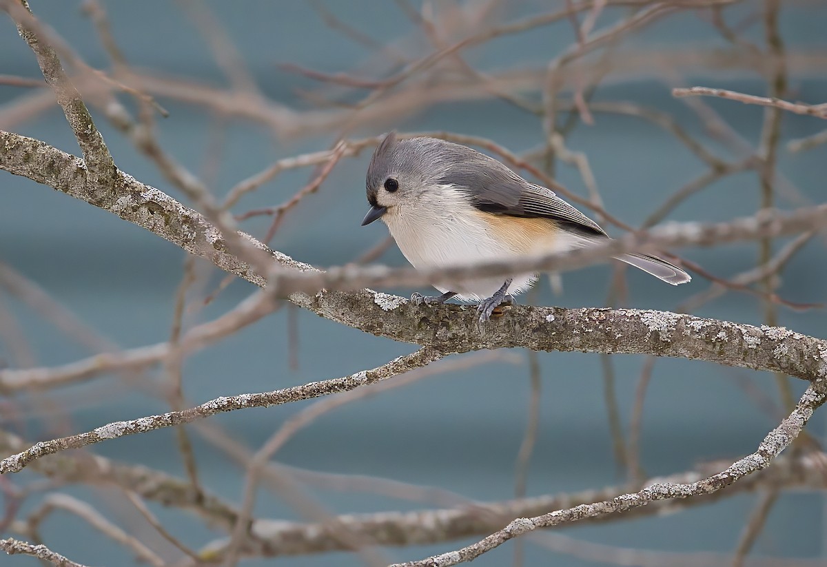 Tufted Titmouse - ML614232475