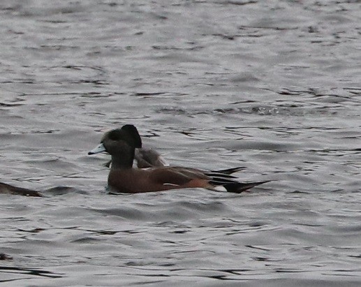 American Wigeon - ML614232558