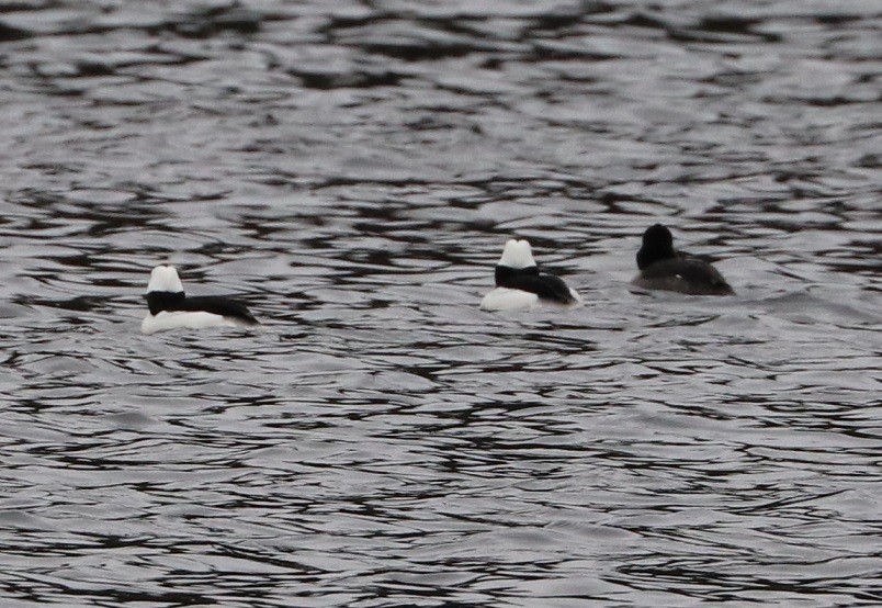 Bufflehead - ML614232604