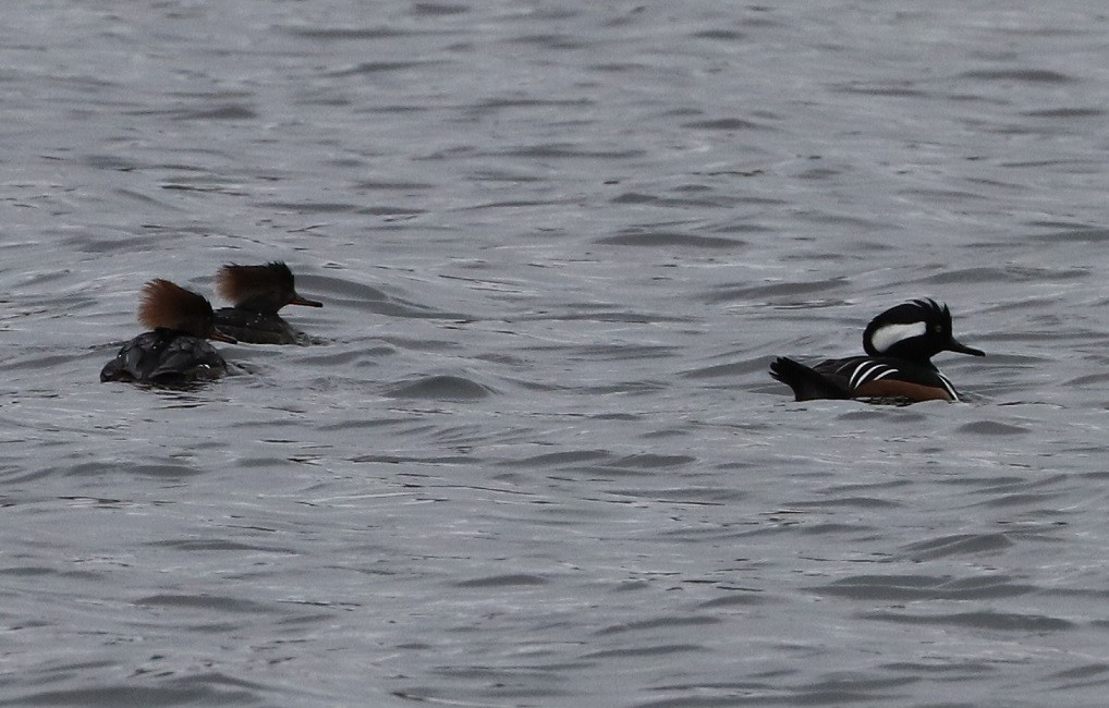 Hooded Merganser - A. Gary Reid