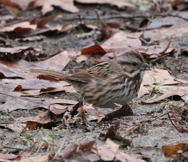 Song Sparrow - ML614232664