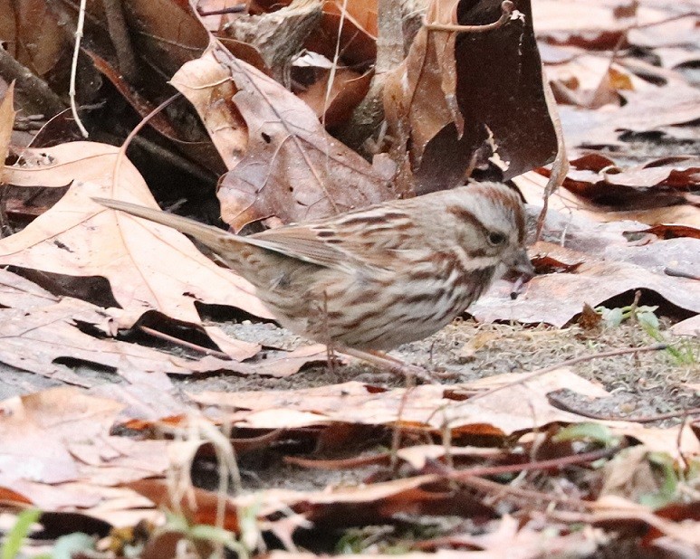 Song Sparrow - ML614232665