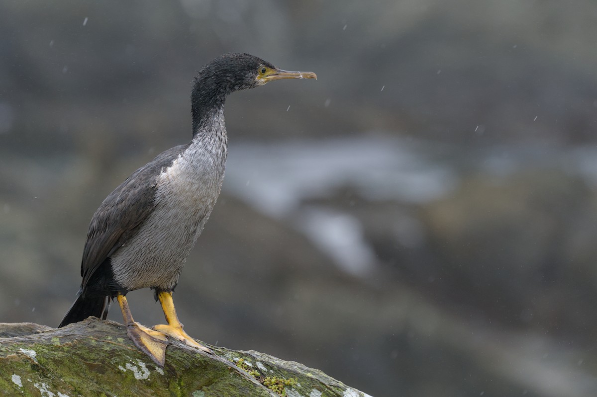 Pitt Island Shag - Christopher Tuffley