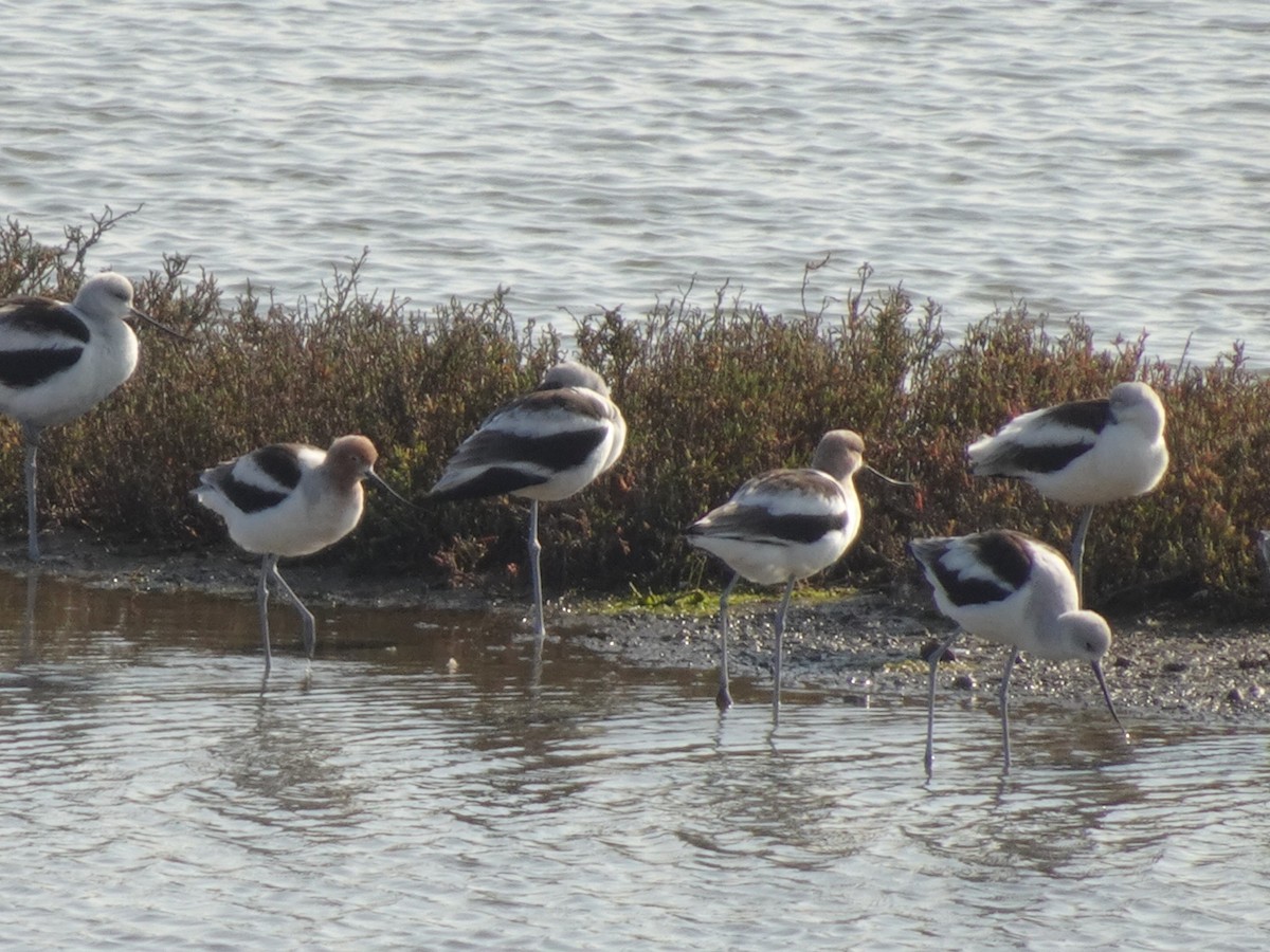 American Avocet - ML614232732