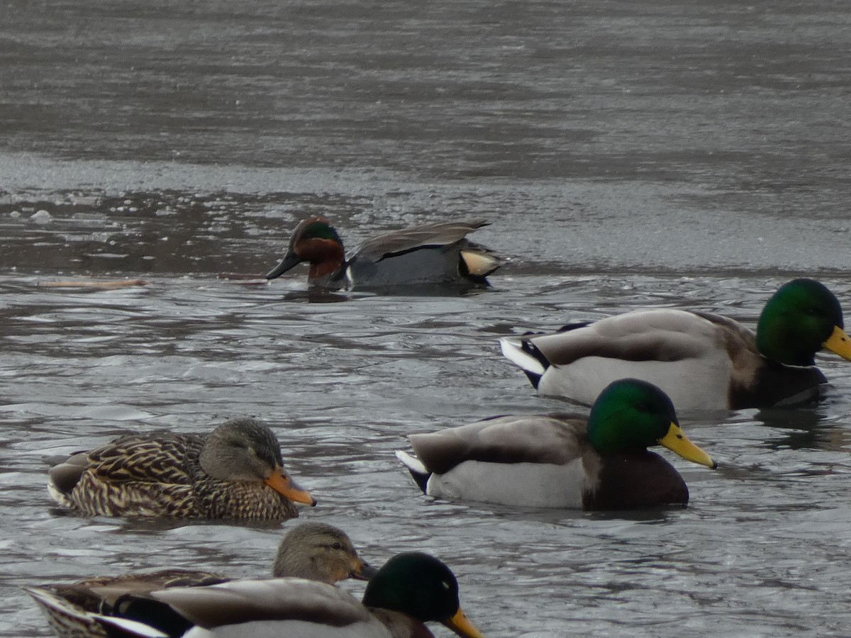 Green-winged Teal - ML614232871