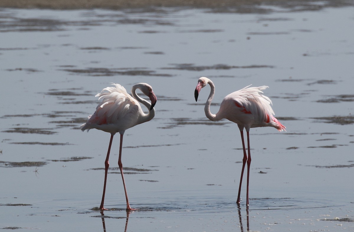 Greater Flamingo - ML614232878