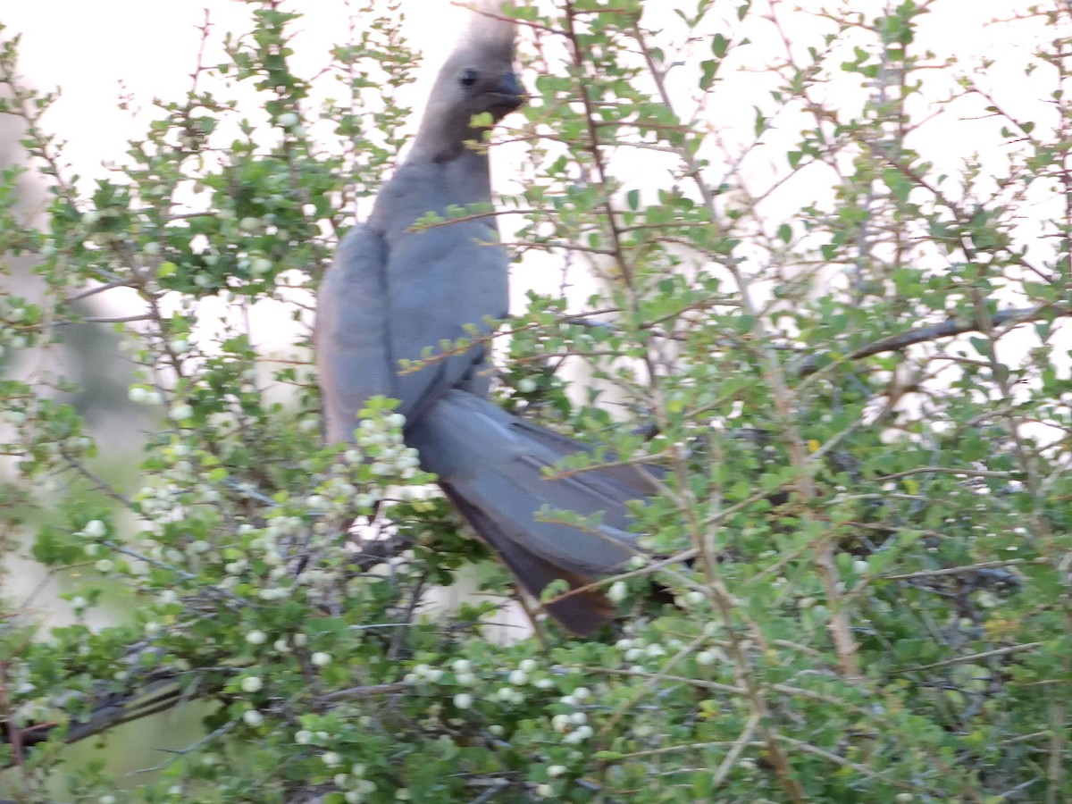 Gray Go-away-bird - ANDRÉS SERRANO LAVADO