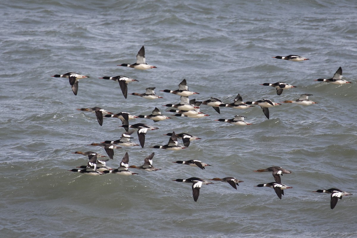 Red-breasted Merganser - ML614233032