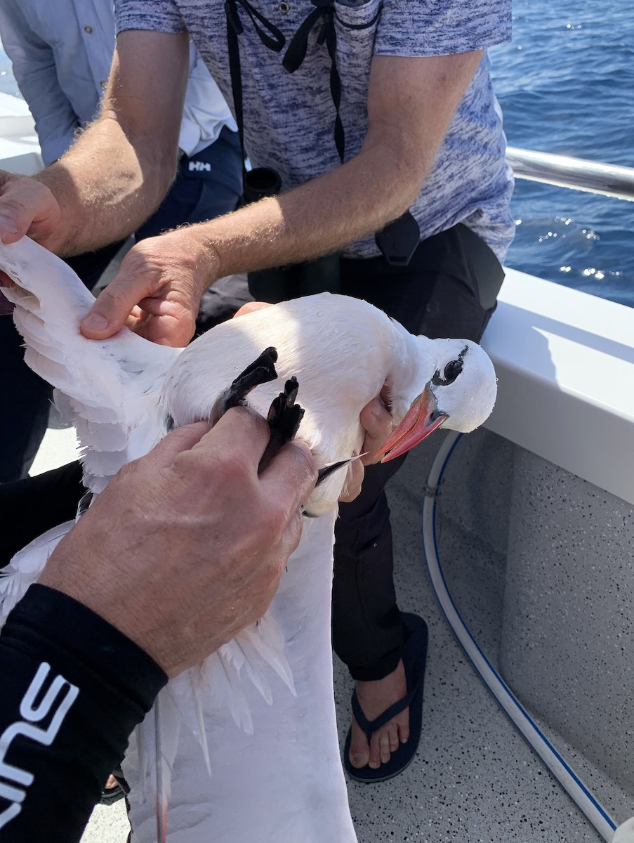 Red-tailed Tropicbird - ML614233080