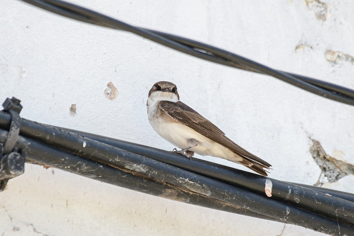 Golondrina/Avión sp. - ML614233143