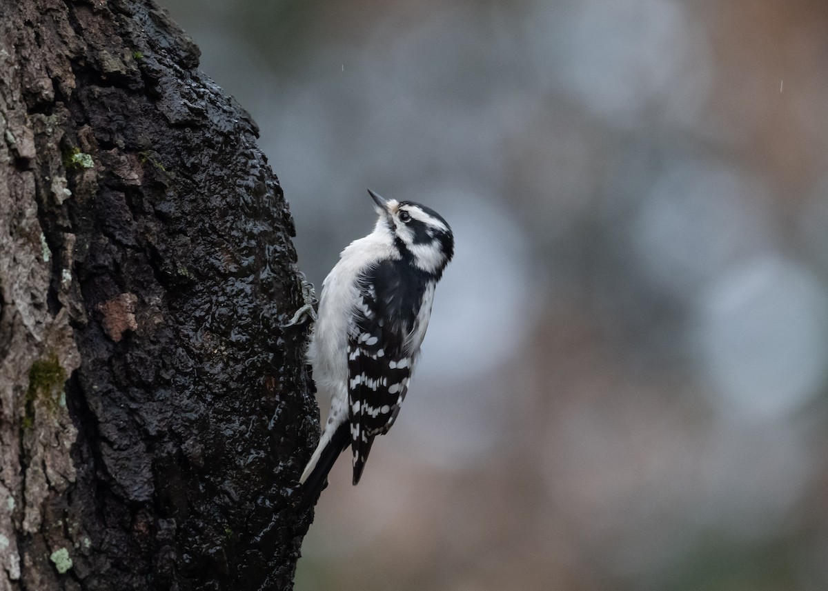 Downy Woodpecker - ML614233154