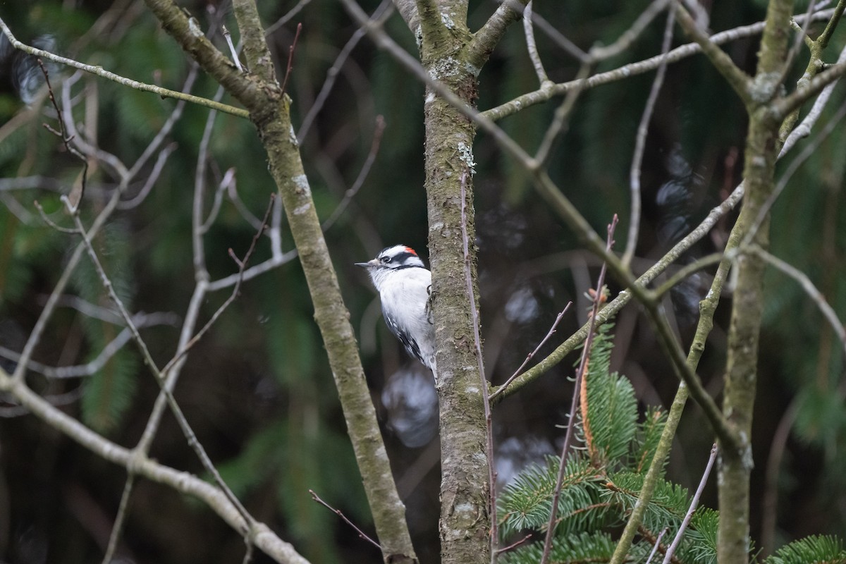 Downy Woodpecker - ML614233164