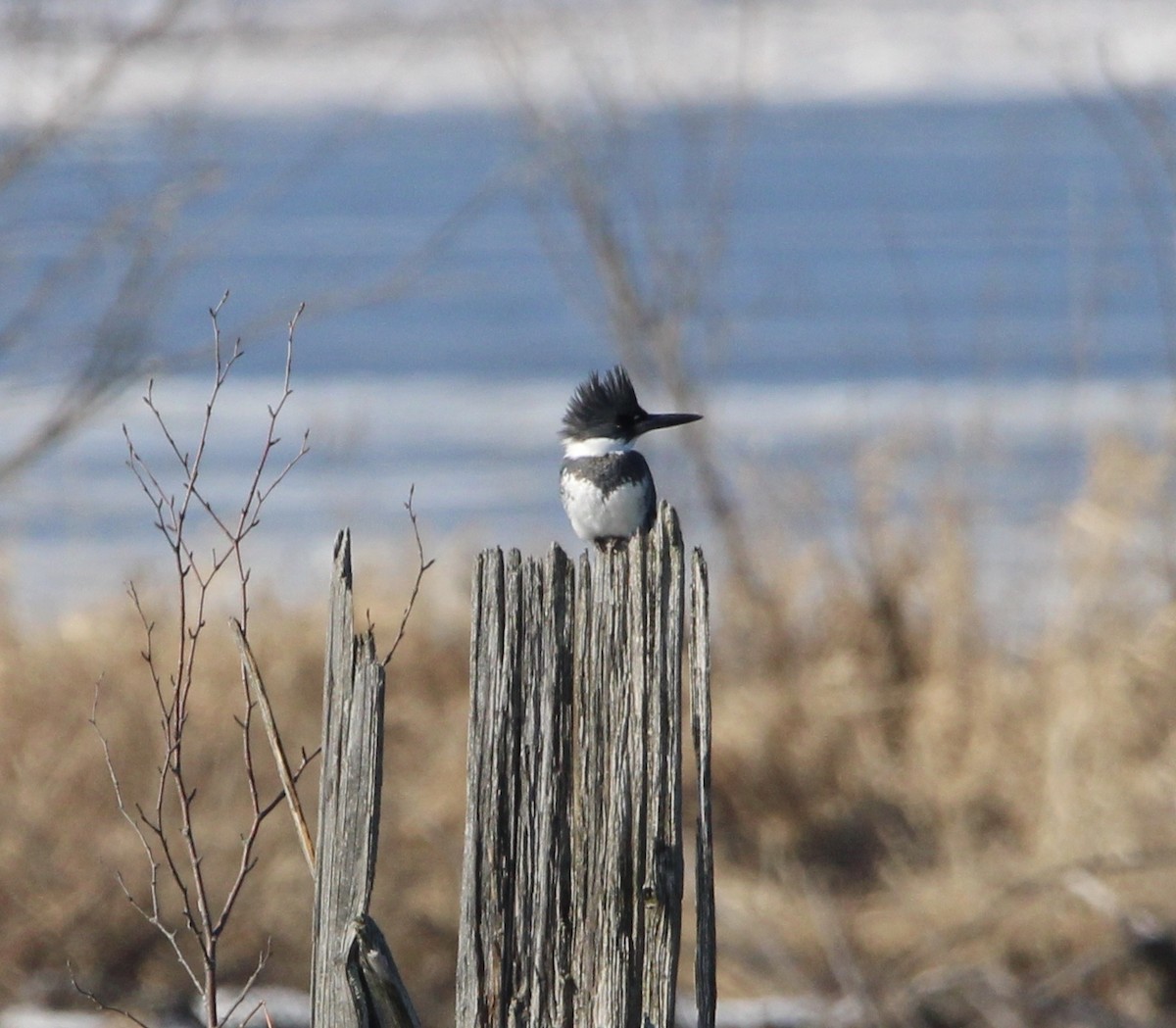 Belted Kingfisher - ML614233170