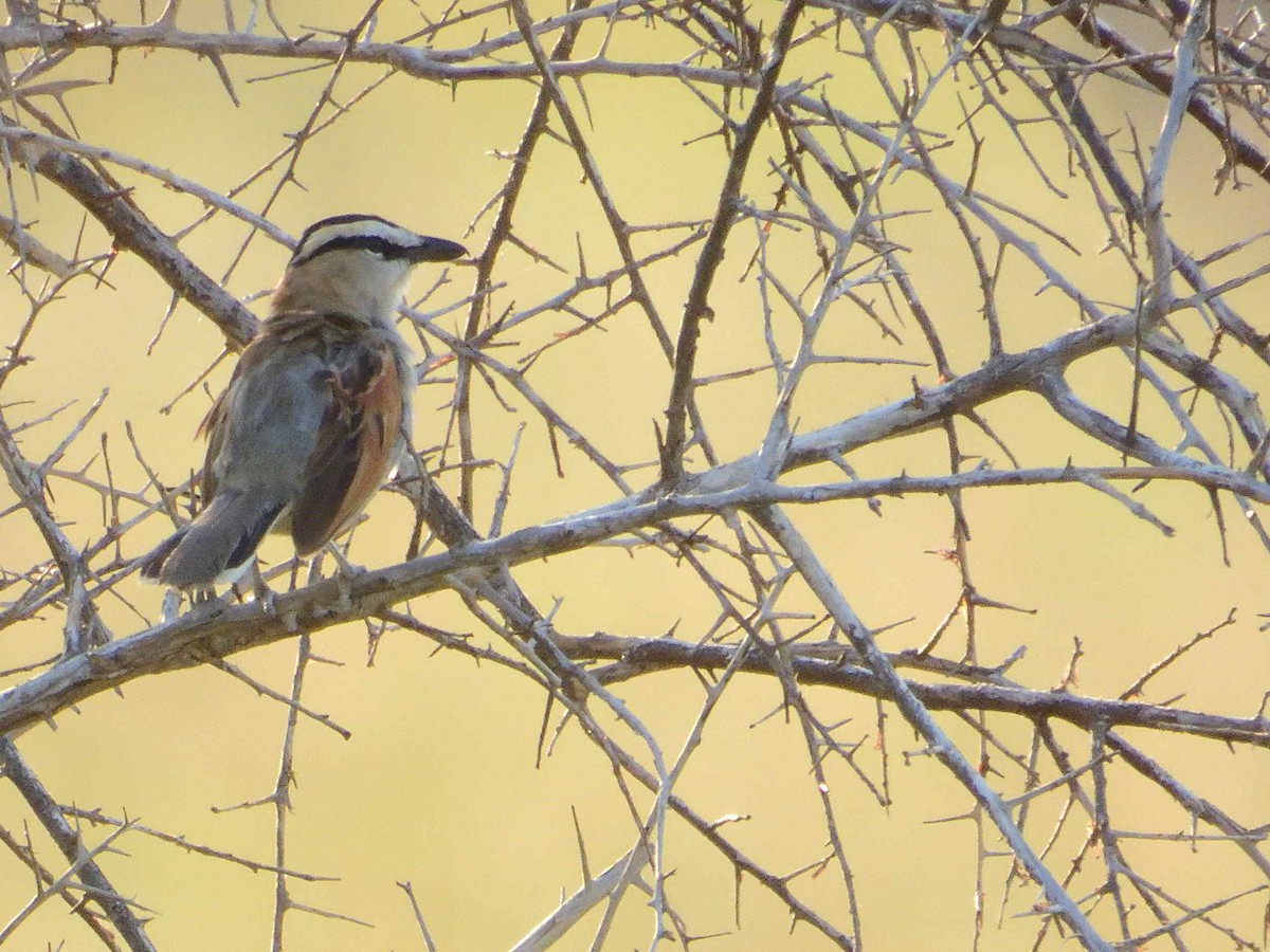 Black-crowned Tchagra - ML614233172